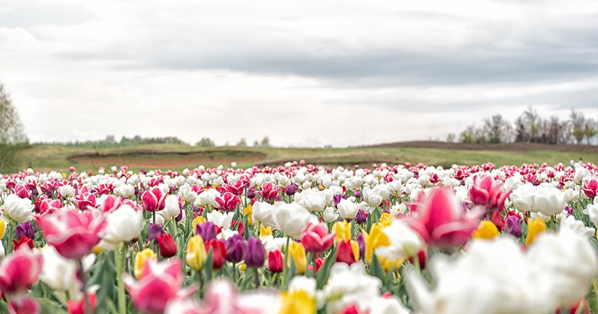 Landscape of Netherlands tulips. Spring season travel. Colorful spring tulip field. multicolored vibrant flowers. beauty of nature. enjoy seasonal blossom. Multi-colored flowers in field. copy space